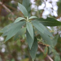 Buddleja davidii Franch.